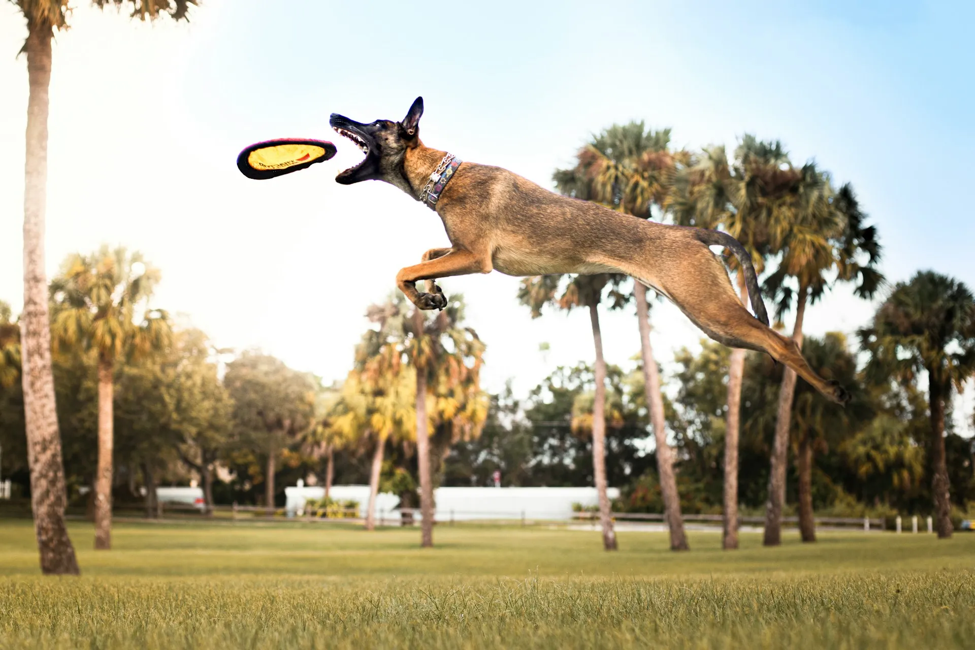 A Malinois dog leaping in the air to catch a glowing frisbee.