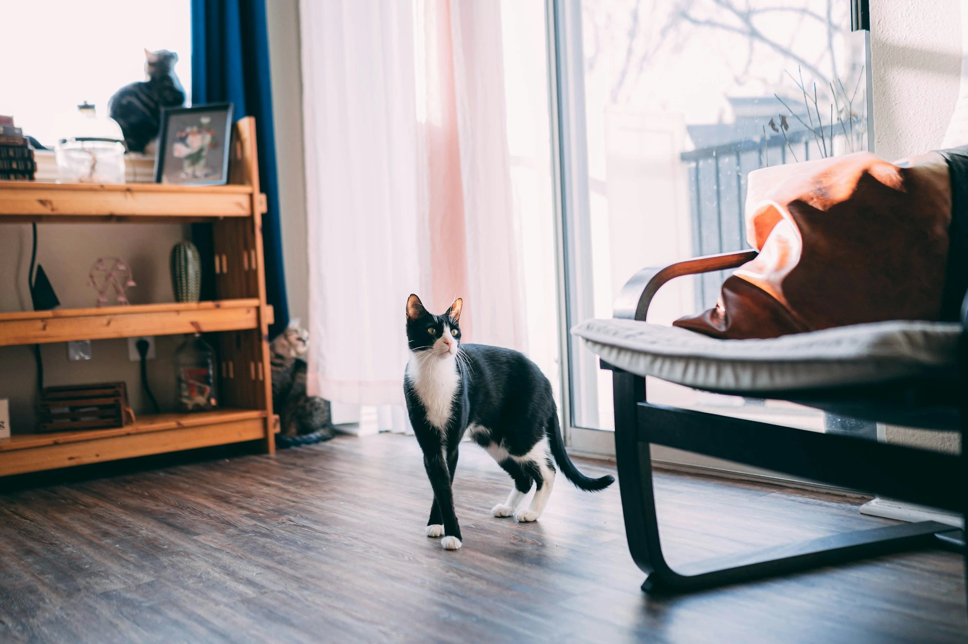 A black and white cat standing on a wooden floor inside a bright room.