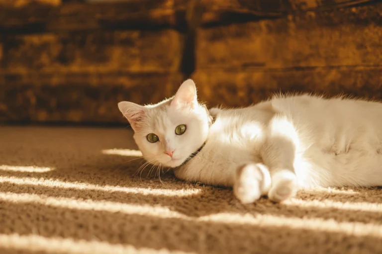 A white cat with green eyes lying on a carpet in warm sunlight.