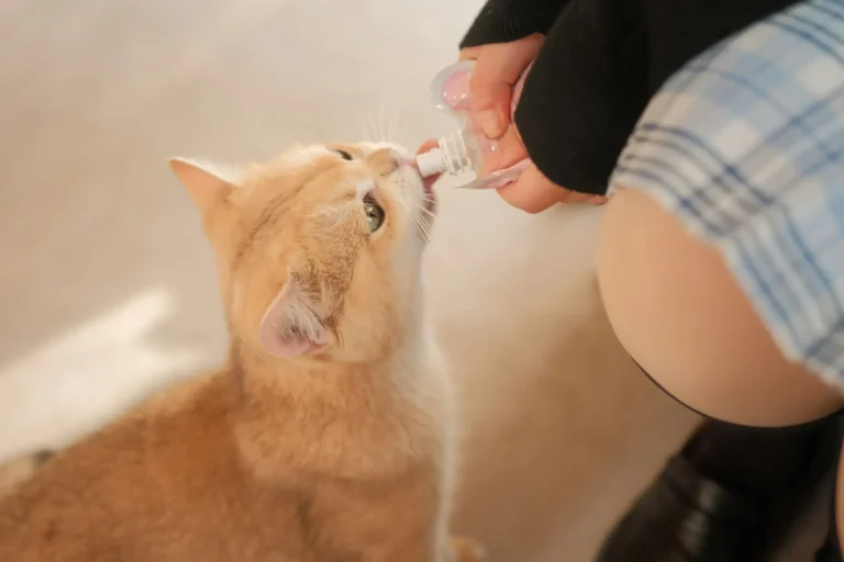 A ginger cat being hand-fed a treat from a small bottle.