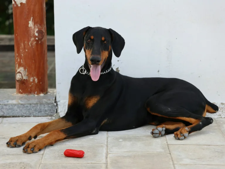 A Doberman Pinscher lying down with its tongue out next to a red toy.