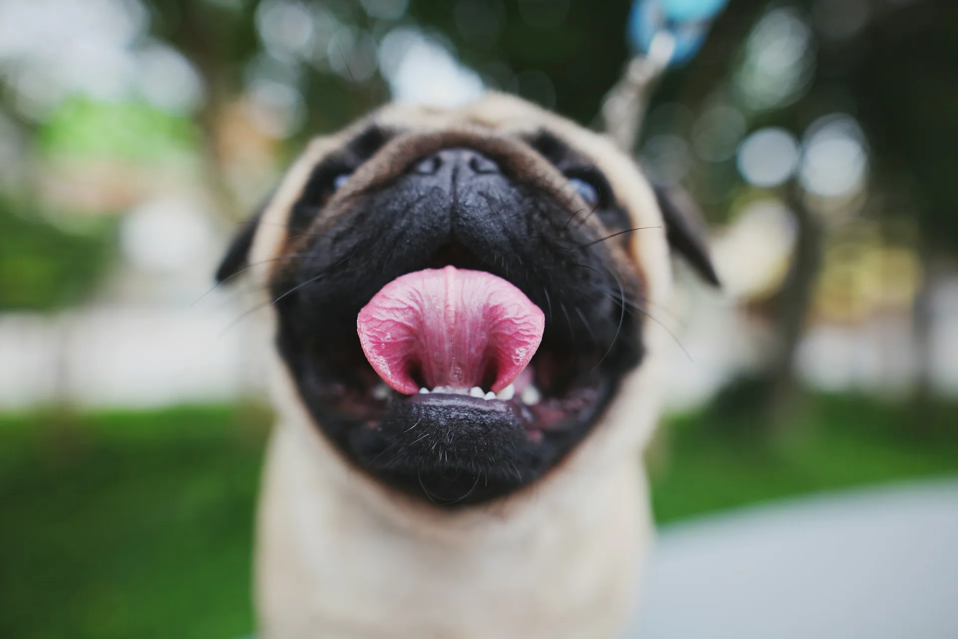 A close-up of a pug's face with its tongue hanging out.