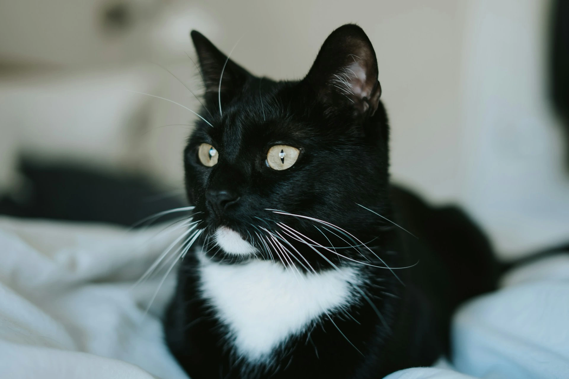 A black and white tuxedo cat with yellow eyes lying on a bed.